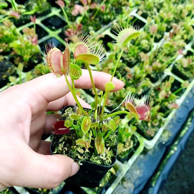 Entonnoir clip flytrap taille 1.5-2cm