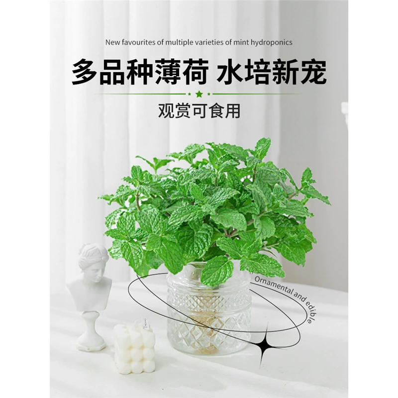 Мятные гидропонные растения в горшках, съедобные листья мяты, гостиная, комнатный рабочий стол, средство от комаров, водная культура, зеленые растения, легко выращивать цветы