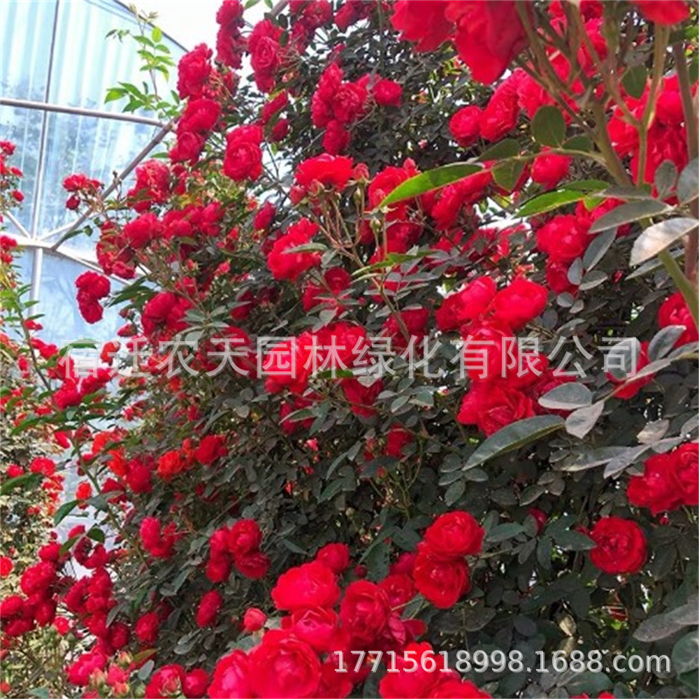 黄木香花苗甜蜜红木香浓香花卉白色七里香阳台爬藤本蔷薇植物盆栽
