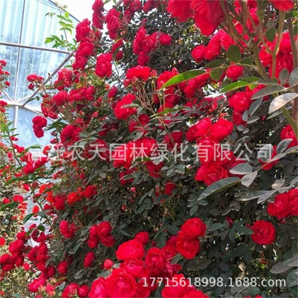 Желтый Аромат Дерева Рассада Цветок Сладкий Красный Аромат Дерева Лучжоу Ароматные Цветы Белый Qilixiang Балкон Восхождение Лоза Роза Растение В Горшке