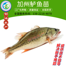 ||~ ˮ|~ ں|~ Z  |~ˮ