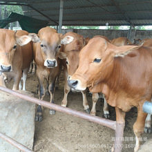 ţ�������Sţ 300��������SţС��ţ�� �SţС��ţ�Bֳ��