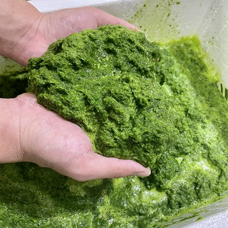 打果汁机新鲜果蔬食品打浆机 斑斓叶打浆机 生物实验绿植打浆机