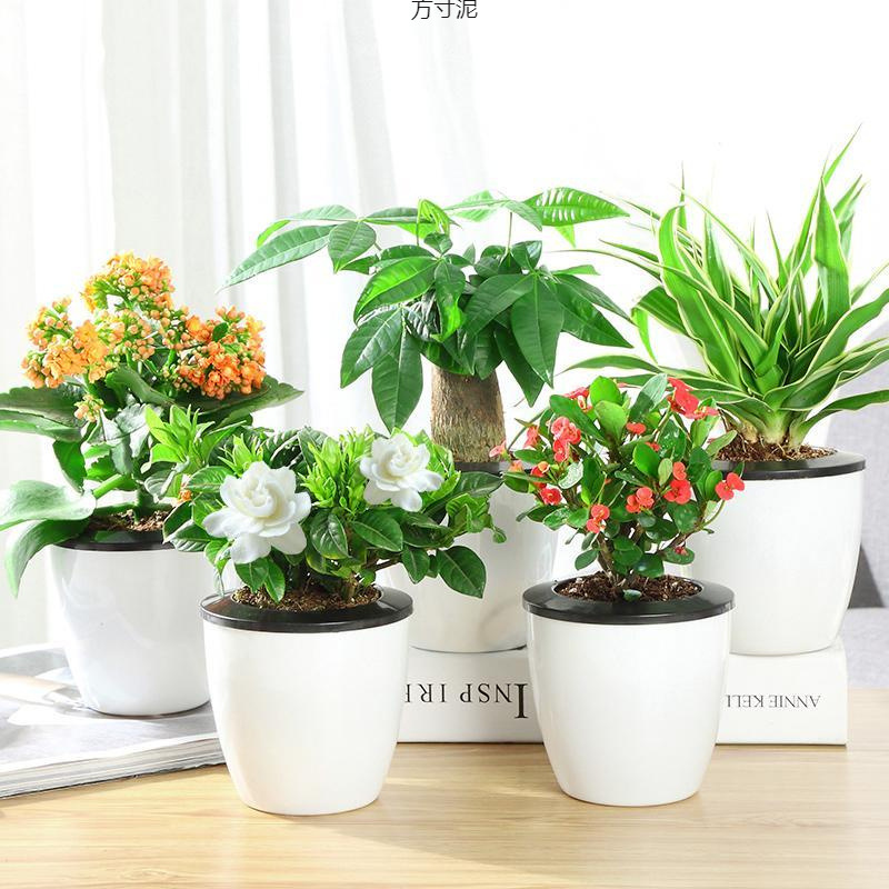 花卉盆栽发财树办公室内好养花卉栀子花绿萝水培富贵竹植物供应链