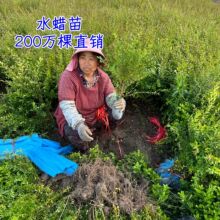 ˮϞ�����ˮϞС��ɫ�KС�~ˮϞŮؑ�ر�ֲ��G�hˮϞ���͘�ˮϞ