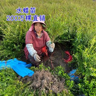 ˮϞ�����ˮϞС��ɫ�KС�~ˮϞŮؑ�ر�ֲ��G�hˮϞ���͘�ˮϞ