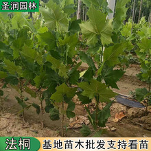 速生法桐树苗法国梧桐树苗速生法桐苗风景工程绿化苗木梧桐