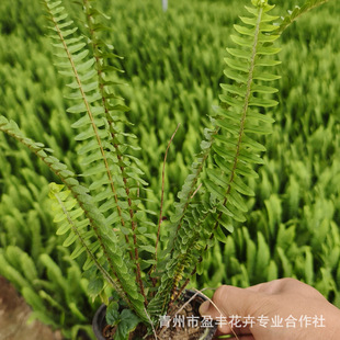 Kidney Fern, Ribs Grass Potted Base, Kidney Fern, Ribs Grass, Indoor and Outdoor Foliage Plants, Courtyard Flower Mirror Ferns