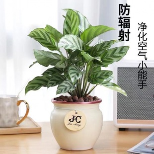 Green-Leaf Arrowroot, Colorful-Leaf Arrowroot Potted Indoor Desktop Green Plant, Purifying the Air, Evergreen Formaldehyde-Absorbing Plant in All Seasons
