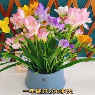 Amaryllis Bulbs Bloom in All Seasons, Easy to Care For, Imported Double-Flowered Balcony Flower Seeds, Mixed-Color Fresh Cut Flowers