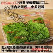 ��̦�\�r��̦�\ֲ��װl�\΢���^���Bƿˮꑸ��쾰��ɽ�辰��̦