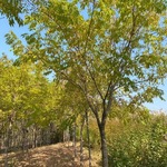 圃地出售黄菠萝3-15公分 黄柏树  黄檗树 小区绿化柏树苗木