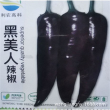 【跨境电商供货】彩包种四季播种室内阳台盆栽花卉种子家庭花种葫