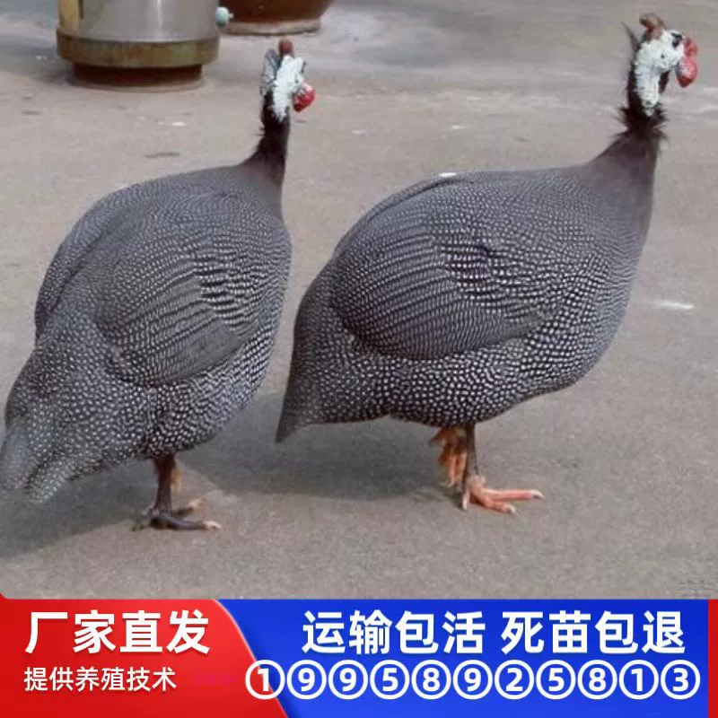 Живые цыплята фазана, а также редкие птицы, сорокопуловые фазаны, цыплята перепелов, красочные фазаны, цыплята императорского павлина и местные цыплята.