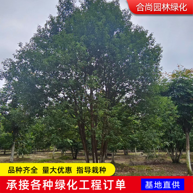 Clustered Camphor Tree Seedlings for Planting in the North and South, Suitable for Planting in Villas, Evergreen All Year Round, Cold-Resistant, Small-Leaf Camphor Tree Seedlings Wholesale