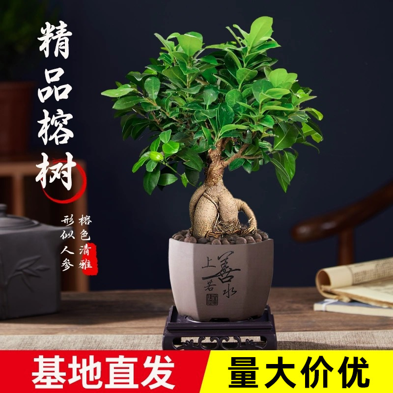 Ginseng Banyan Tree Seedlings, Old Stump Money Tree, Indoor Evergreen Plant for All Seasons, Study Desk Chinese-Style Zen Small Bonsai
