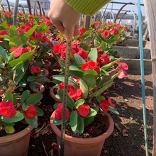 ���~����÷�����F���Ĵ󻨼tɫ�Ϙ��༾�_���҃��̨ͥԺ�^�p����