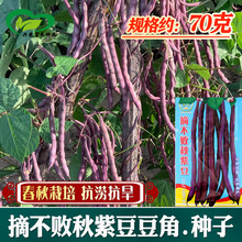 摘不败秋紫豆豆角种子 紫红芸豆角菜豆蔬菜种子