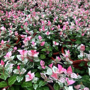 �̨���~�jʯ���Բ��~�jʯ��ֲ��΢���^���m�Gֲ���������ͺ�