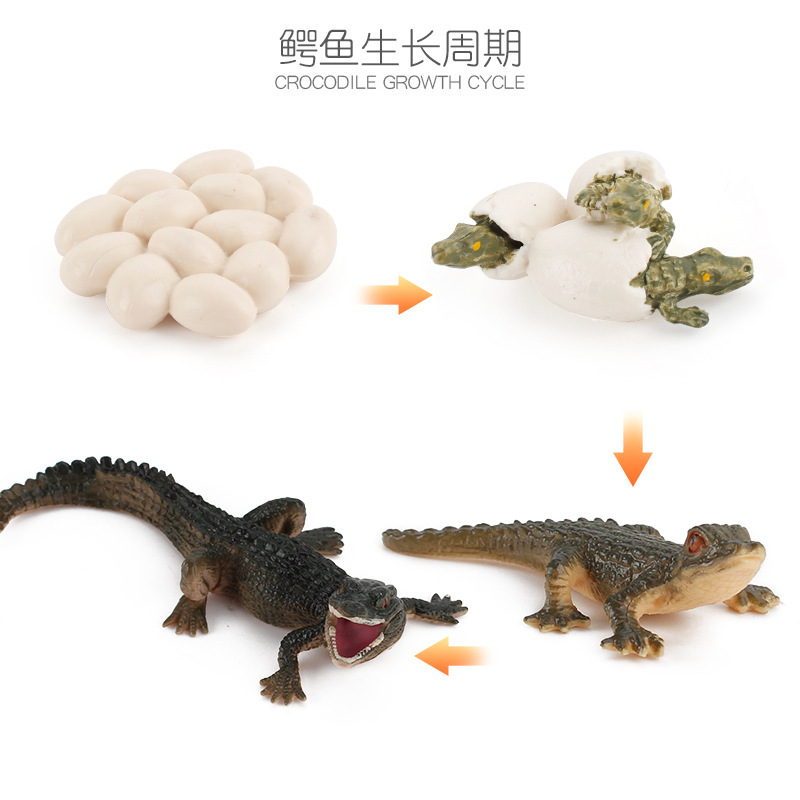 Cocodrilo PL127-2452 58,4G