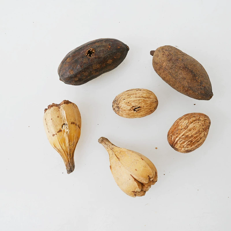 Принадлежности для птицы попугай натуральные фрукты моляры грецкий орех арахис бергамота кусают игрушки аксессуары производители оптом