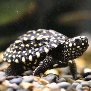 Deepwater Turtle, Tropical Spotted Turtle, Ornamental Pet Turtle, Feces-Eating Turtle, Fish Tank Cleaning Turtle, Novice Interactive Turtle, Shallow Water Turtle