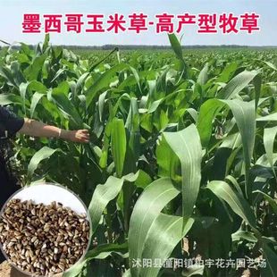 Mexican Corngrass Seeds 12 Superior Forage Corngrass High-Yielding Pasture Seeds for All Year Round Breeding Pigs, Cattle and Sheep Grass Seeds