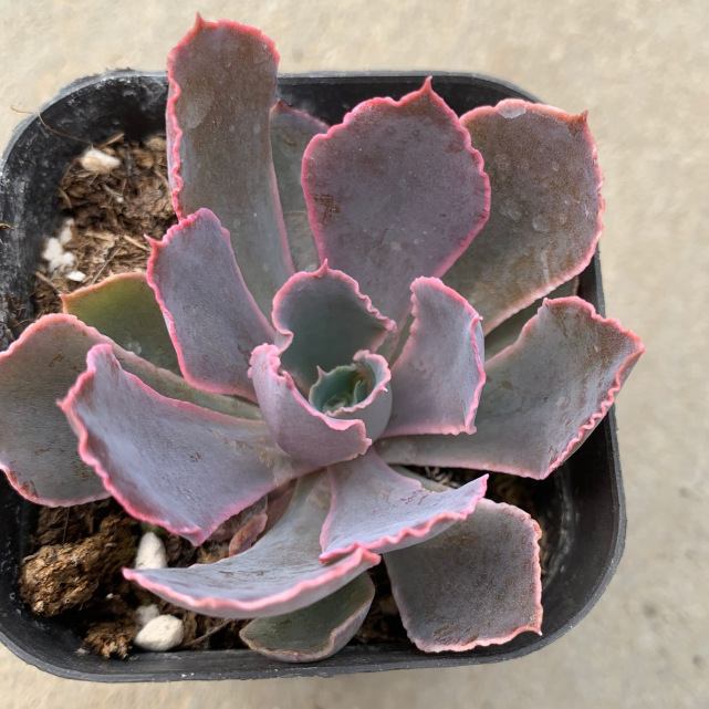 天羽多肉 晚霞之舞 成盆多肉植物批发 基地直销 大棚基地