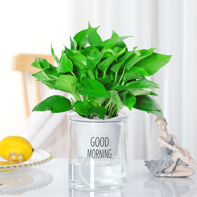 포토스 [굿모닝 세면대] + 영양액