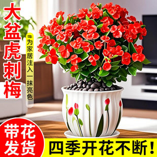 ����÷���Ԏ����F�����҃ȴ��~�󻨾Gֲ�����ļ��_�����B�ֲ̨��