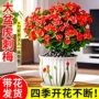 大花四季大叶开花虎刺梅