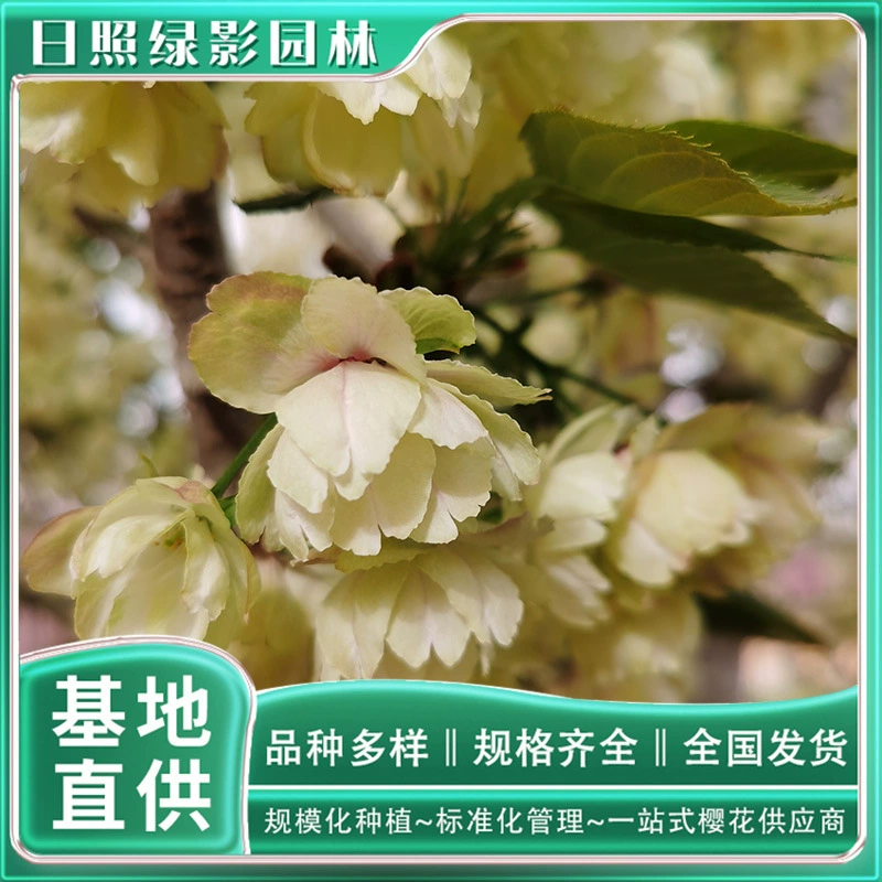 6 см тюльпан Вишневый саженец Цитата Rizhao зеленый теневой сад подлинный тюльпан вишня какой рынок