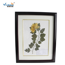 植物干制标本  菊花腊叶标本  中草药展示标本 教学展示器材