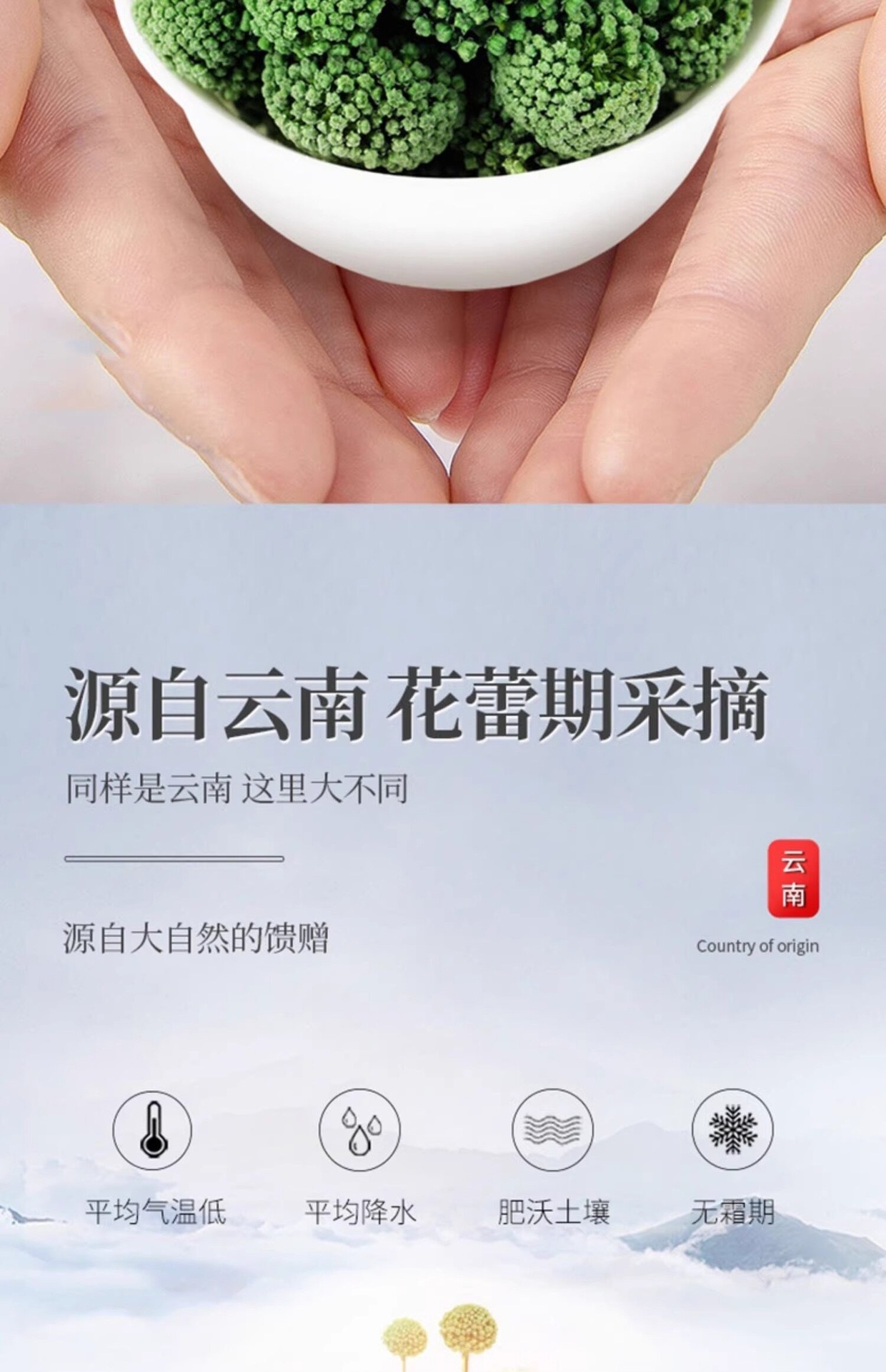 San Qi Flower Tea 500g Panax Notoginseng Buds Dried Tian Qi Hua Herbal Infusion quality and texture