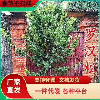 一件代发罗汉松盆景树苗大叶小米雀舌罗汉松庭院盆栽别墅绿植造室