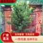 庭院盆栽大叶别墅树苗