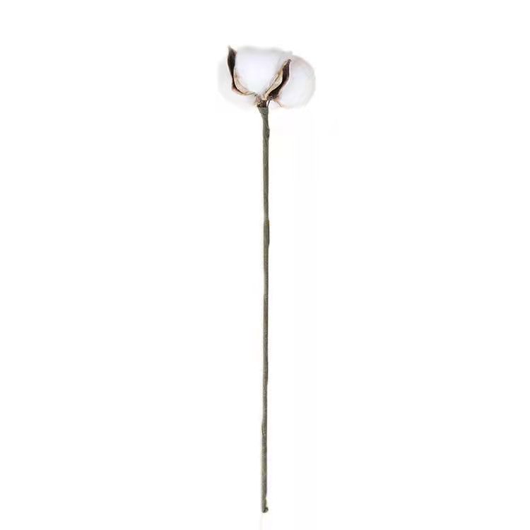 Ins algodón natural diadema Varilla flor seca arreglo floral diy hecho a mano Bouquet decoración material tiro tienda de flores suministros