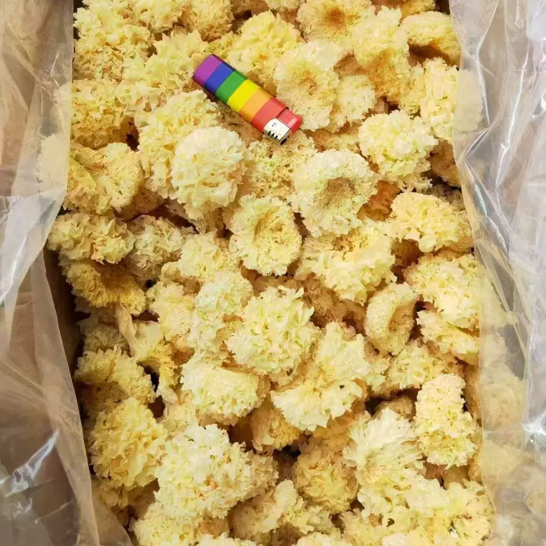 银耳 椴木银耳 食用菌