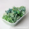 Colorful complex hydrangea (blue green) (a box of 5 grams)