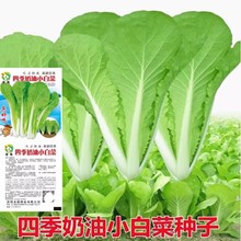 四季奶油小白菜种子白菜种子原装四季蔬菜种子大全菜种子批发代发