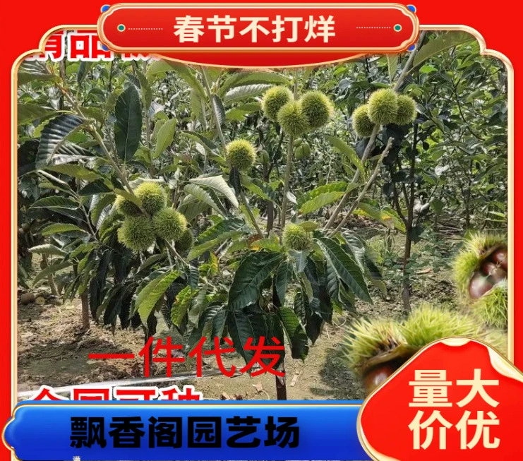 Саженцы каштана, саженцы каштана Dahongpao Qianxi, фруктовые деревья, посаженные на севере и юге, горшечные растения и почвенные растения, плодоносящие в том же году.