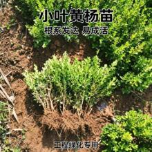 小叶黄杨苗园林绿化树苗风景树四季不落叶黄杨庭院黄杨球基地直销