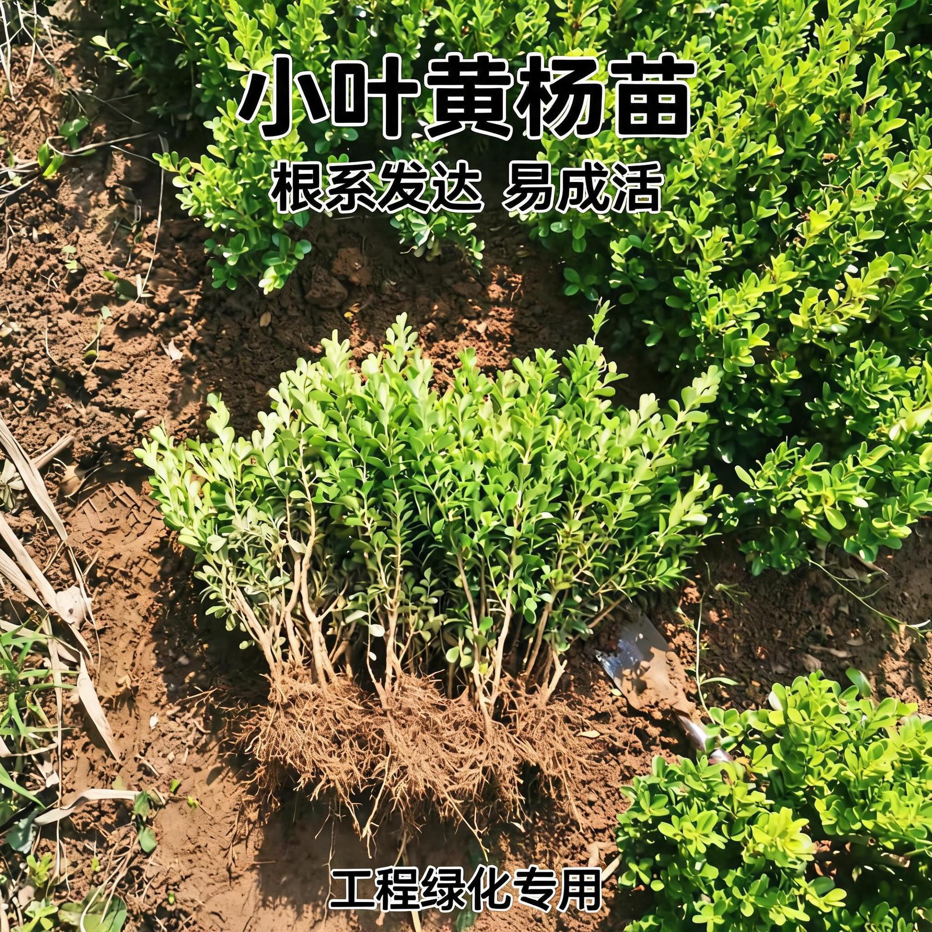 小叶黄杨苗园林绿化树苗风景树四季不落叶黄杨庭院黄杨球基地直销