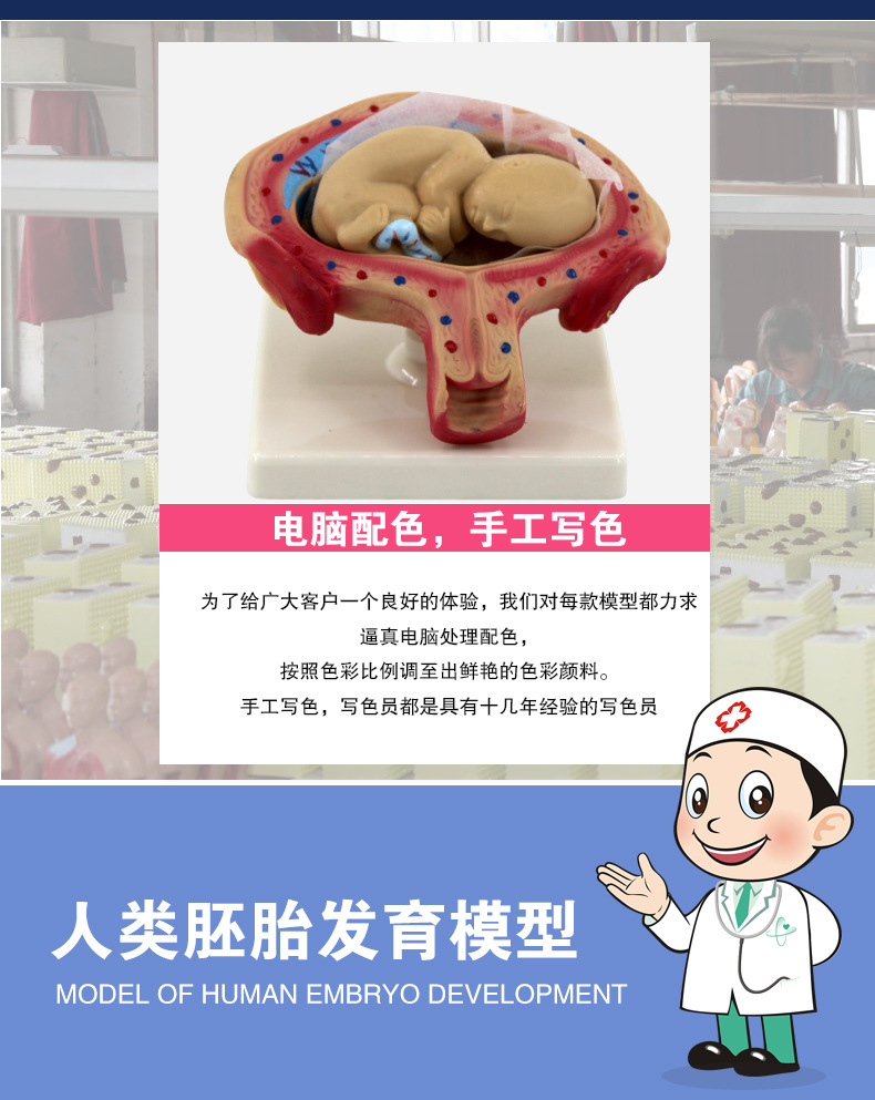 人类胚胎发育模型_04.jpg