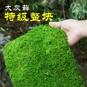 [整块鲜活苔藓微景观盆景铺面庭院装饰青苔植物雨林水陆缸造景材料]