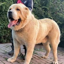 中亚犬幼犬活体狗狗纯种牧羊犬幼崽宠物狗狗巨型工作犬护卫犬批发