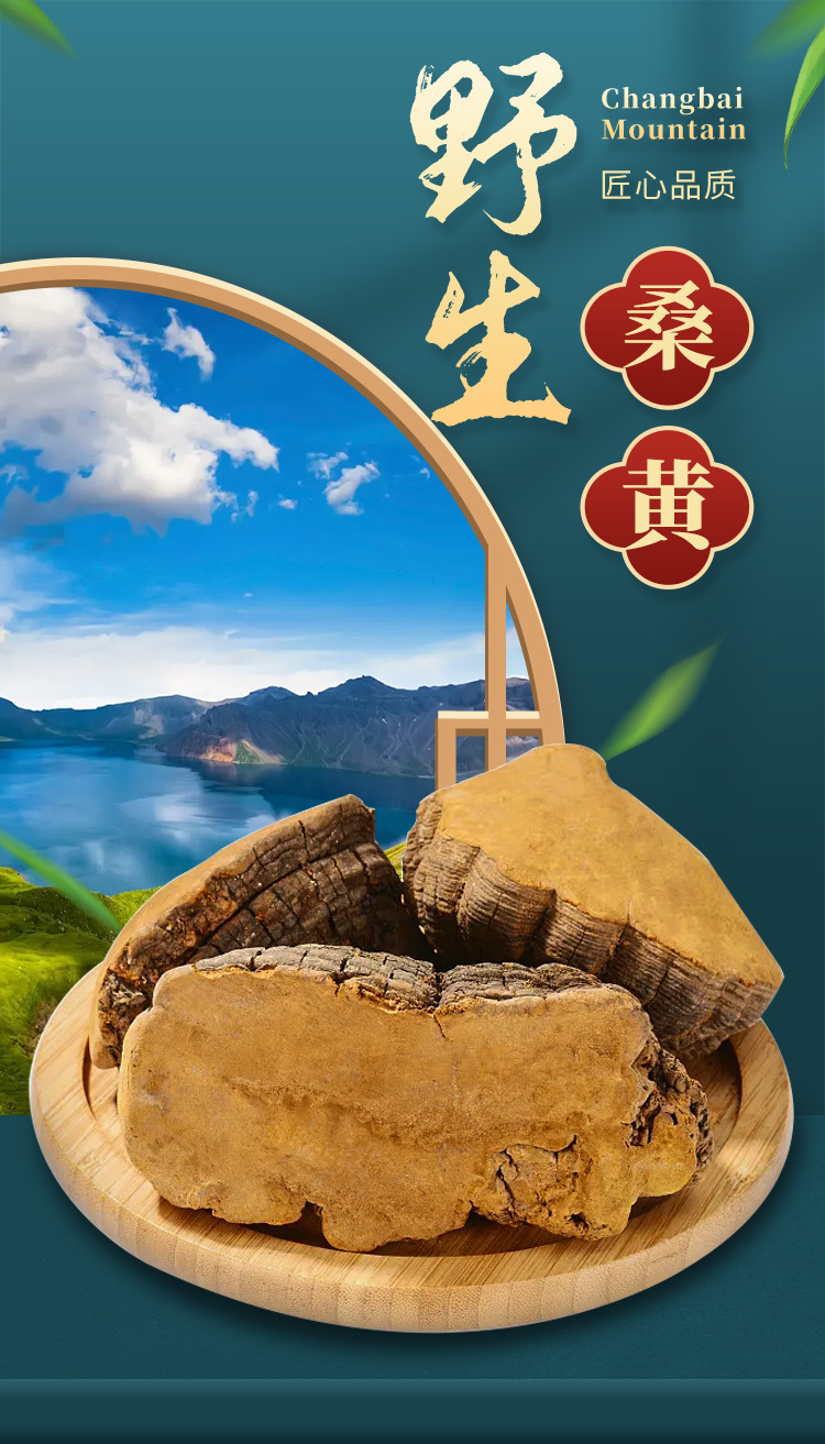 Wild Changbai Mountain Sang Huang Mushroom Slices Traditional Chinese Herbal Decoction Ingredient overview
