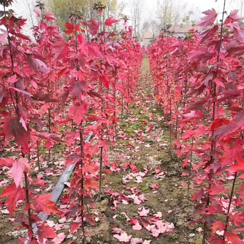 Базовые Оптовые американские саженцы Красного клена живописные уличные саженцы деревьев облесение озеленение американские саженцы Красного клена