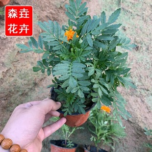 ���Թ�����ȸ�� ���N�r��ݻ��G���N��Rȫ ��ȸ�����l����