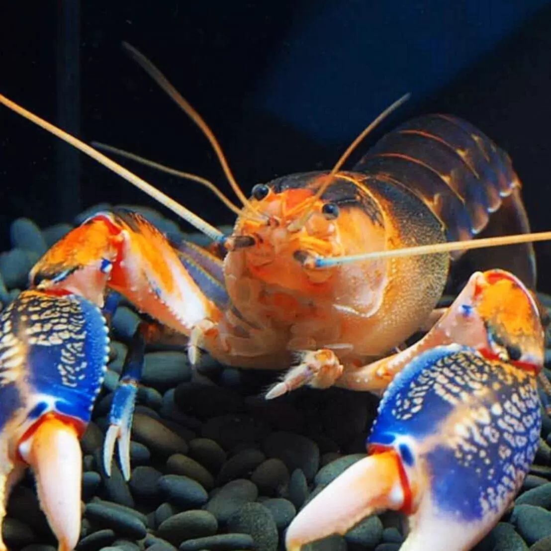 Красные и белые декоративные креветки, живой аквариум, бесплатная доставка, креветки, личинки раков, полностью пресноводные небесные крабы, домашние креветки, большие синие волшебные креветки